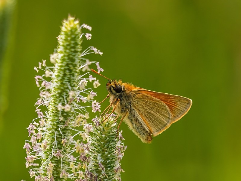 Small Skipper - Butterflies