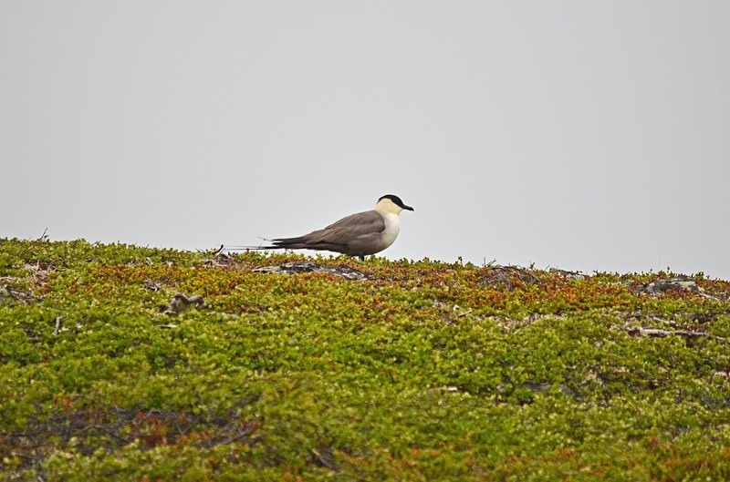 Long-tailed Skua - North Norway