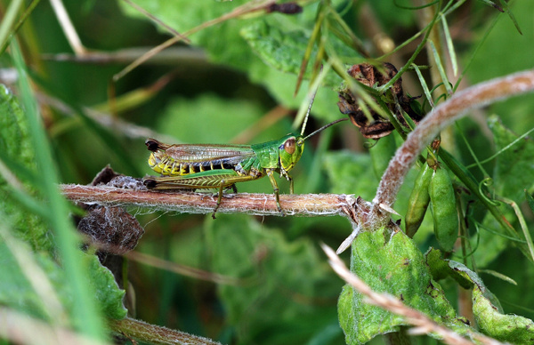 Meadow Grasshopper - Insects, beetles, spiders, etc.