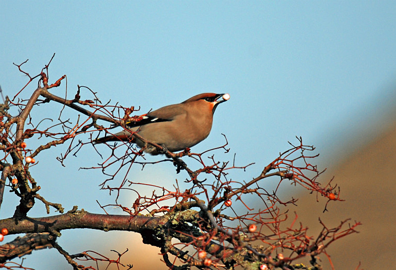 Waxwing - Waxwings