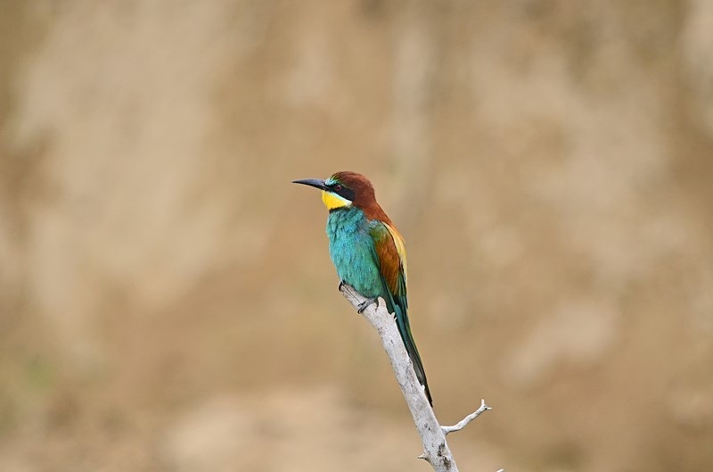 European Bee-eater - Bulgaria