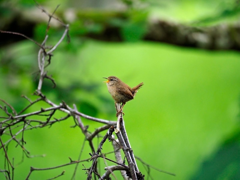 Wren - Wrens