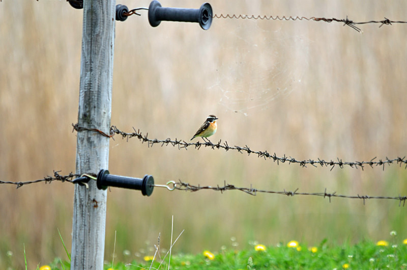 Whinchat - Estonia