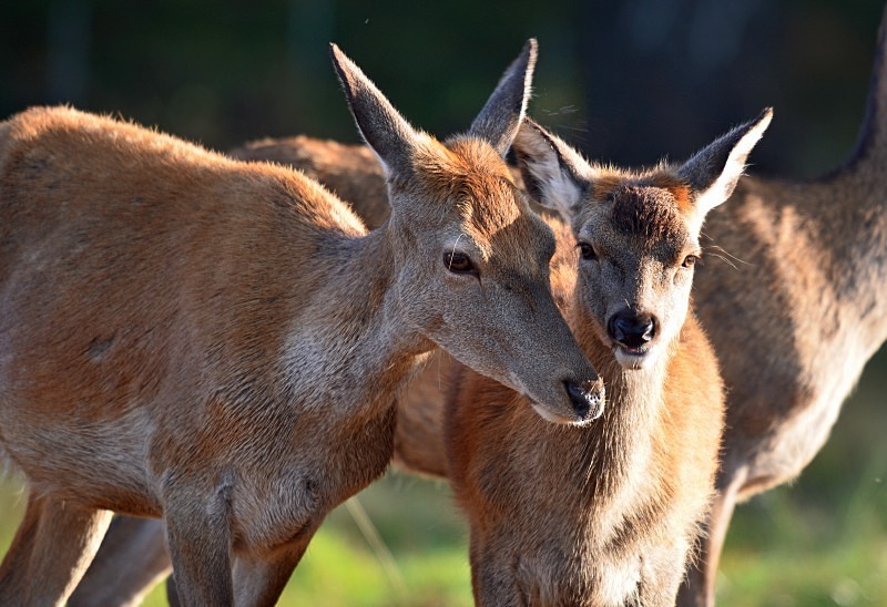 Red Deer - Red Deer