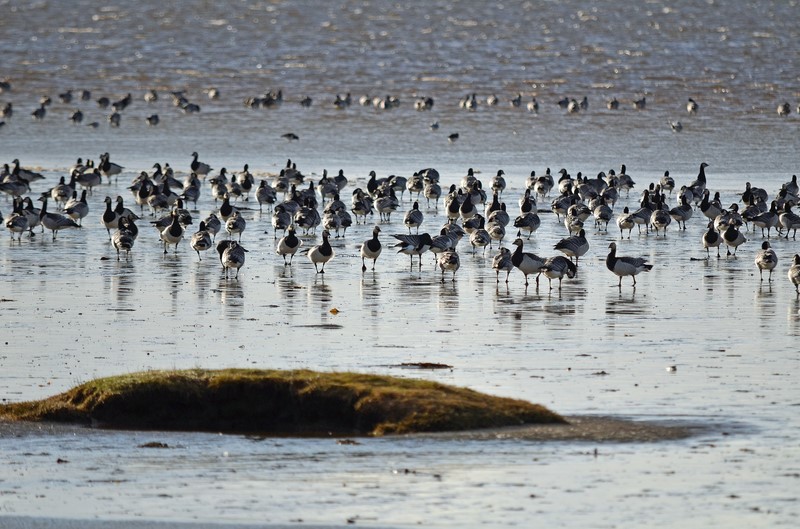Barnacle Geese - Black geese