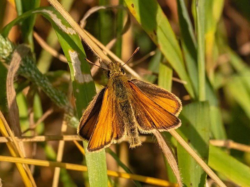 Essex Skipper - Butterflies