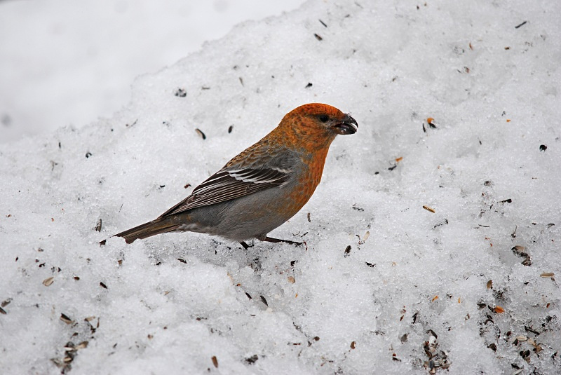 Pine Grosbeak - Finland