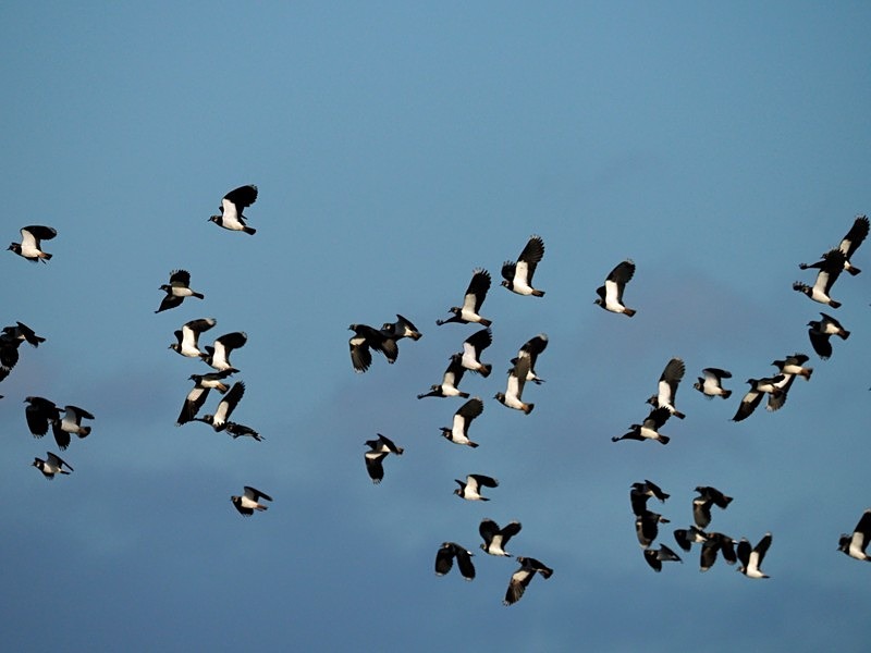 Lapwings - Plovers