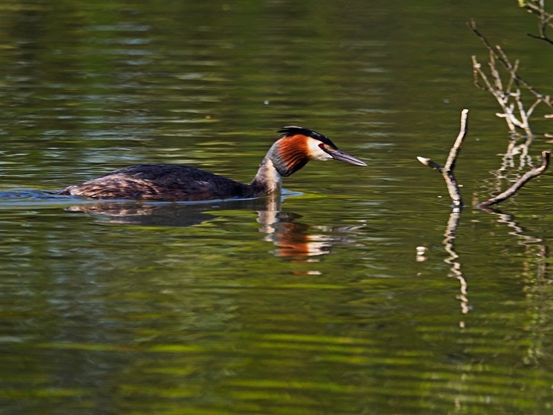 Great Crested Grebe - Grebes