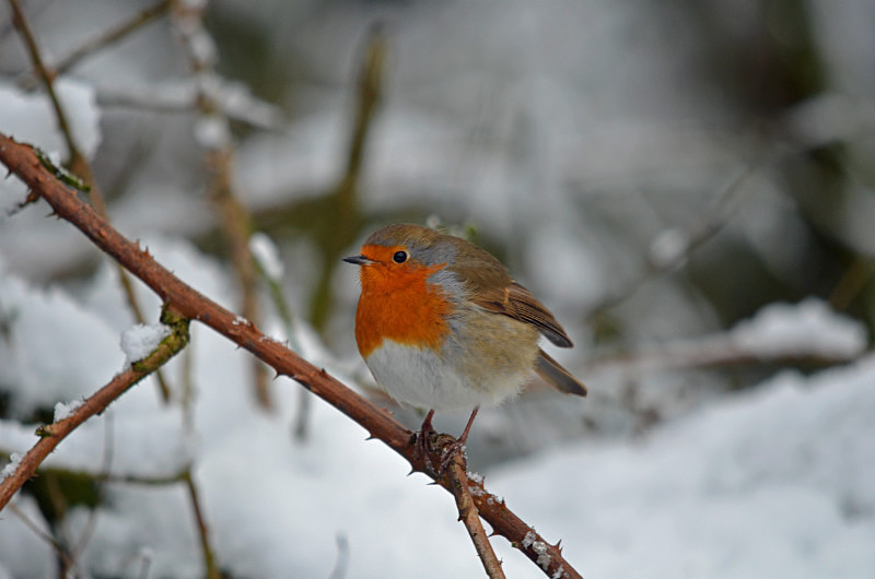 Robin - Robins