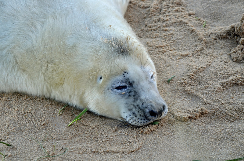 Atlantic Grey Seal - Atlantic Grey Seals