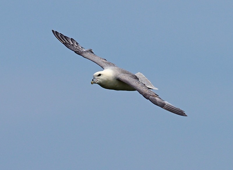 Fulmar - Fulmars