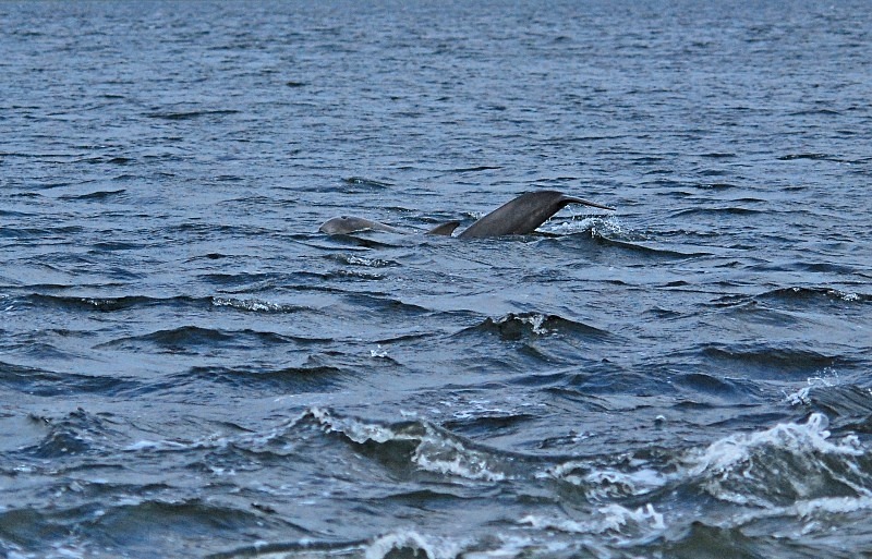 Bottlenose Dolphin - Whales and dolphins