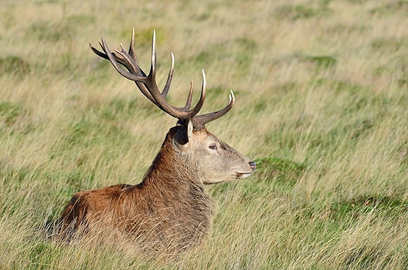Red Deer - Red Deer