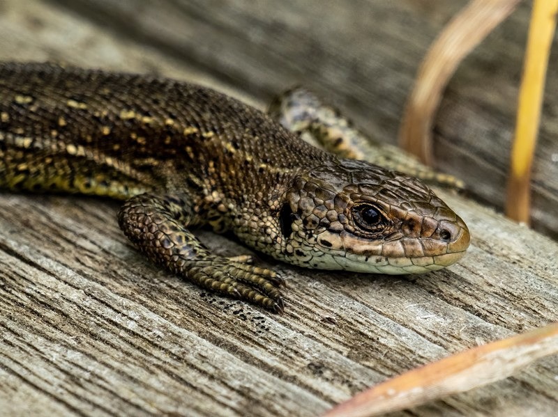 Common Lizard - Lizards