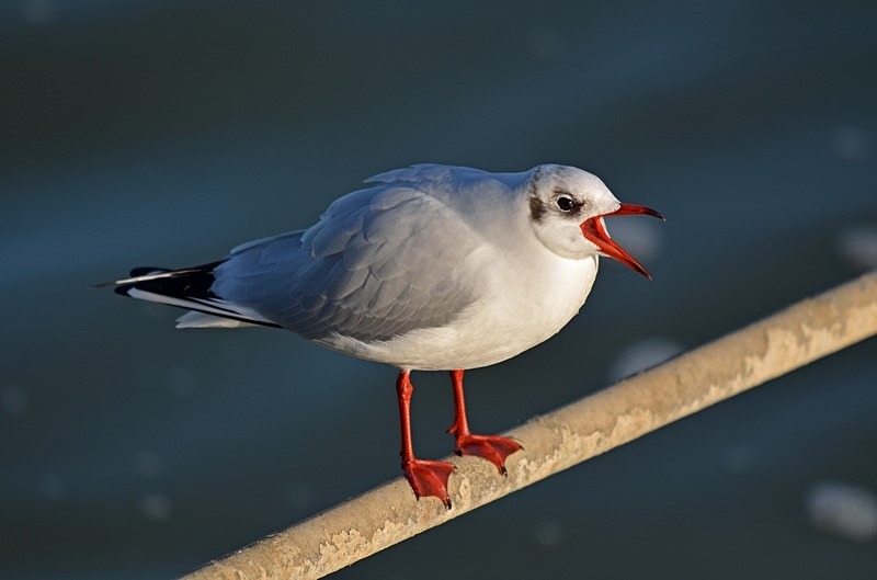 Black-headed Gull - Gulls