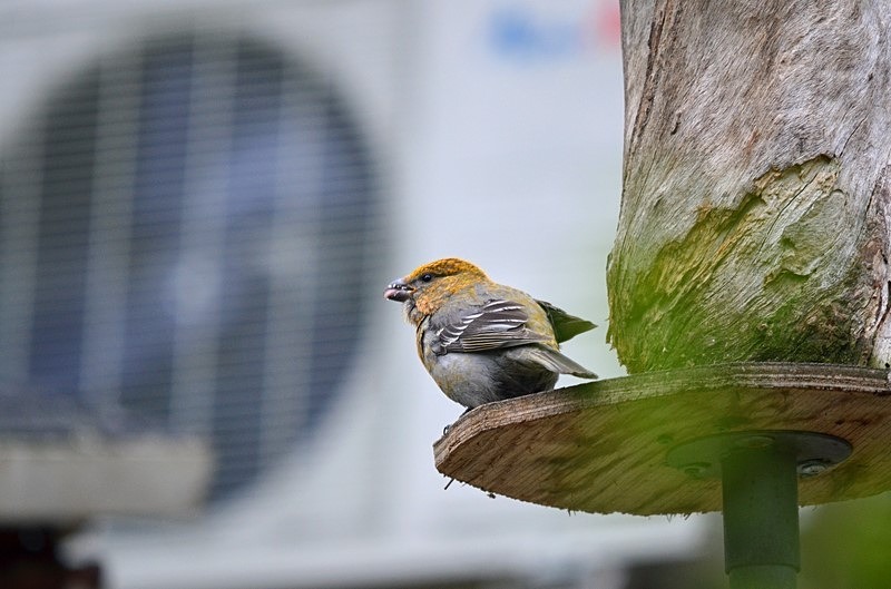 Pine Grosbeak - North Finland - part 1