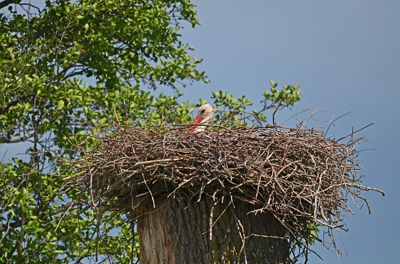 White Stork - North east Poland - May 2013