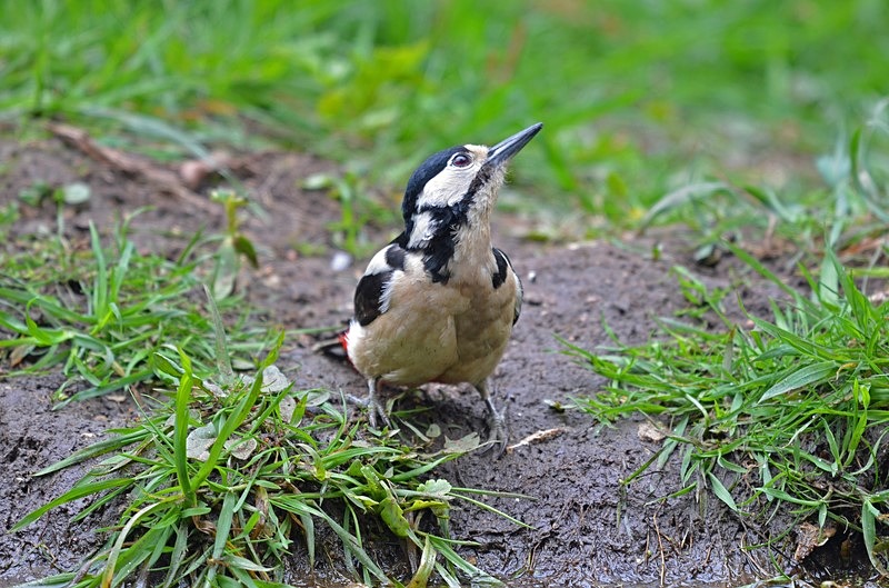 Great Spotted Woodpecker - Woodpeckers