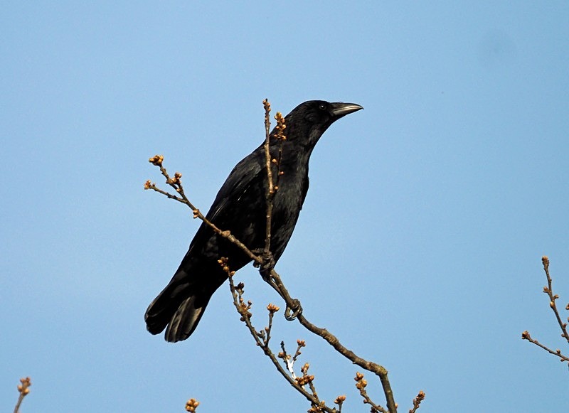 Carrion Crow