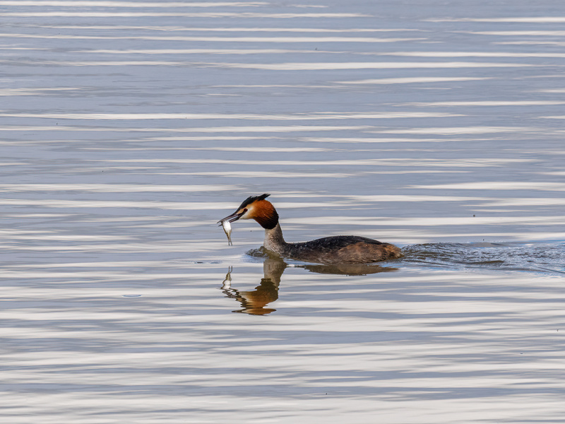 Great Crested Grebe - Latest photos