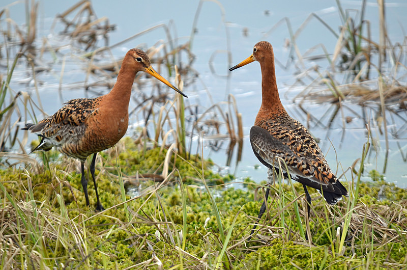 Black-tailed Godwits - North east Iceland