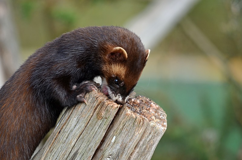 Polecat - Polecat