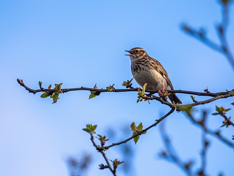 Woodlark - Larks