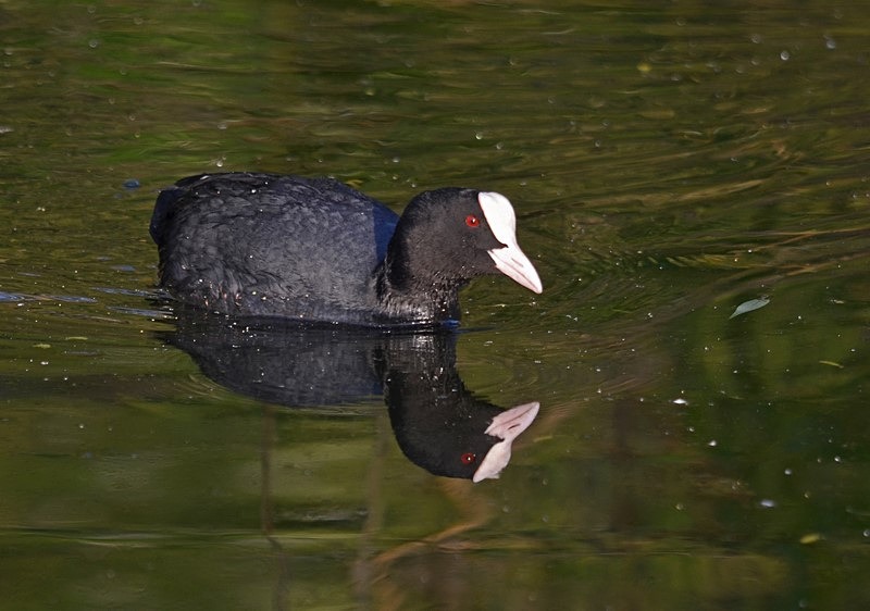 Coot - Crakes and rails