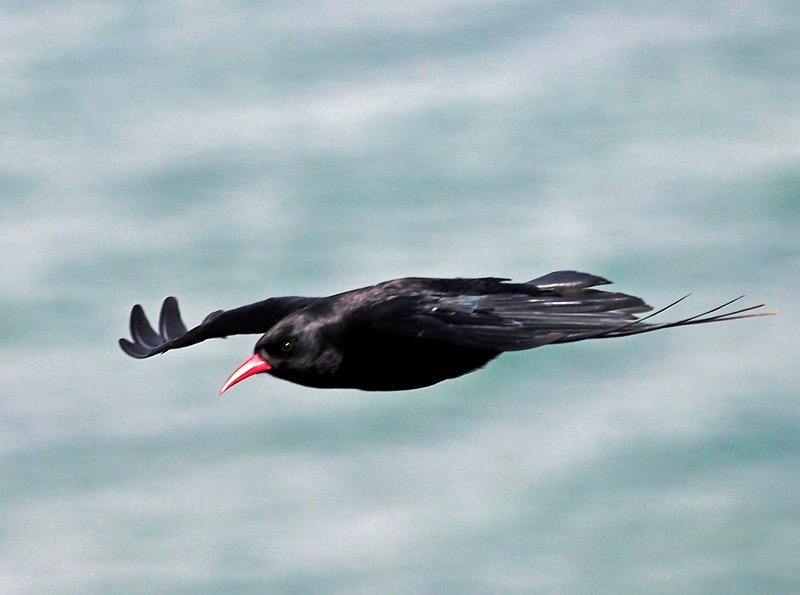 Chough - Crows