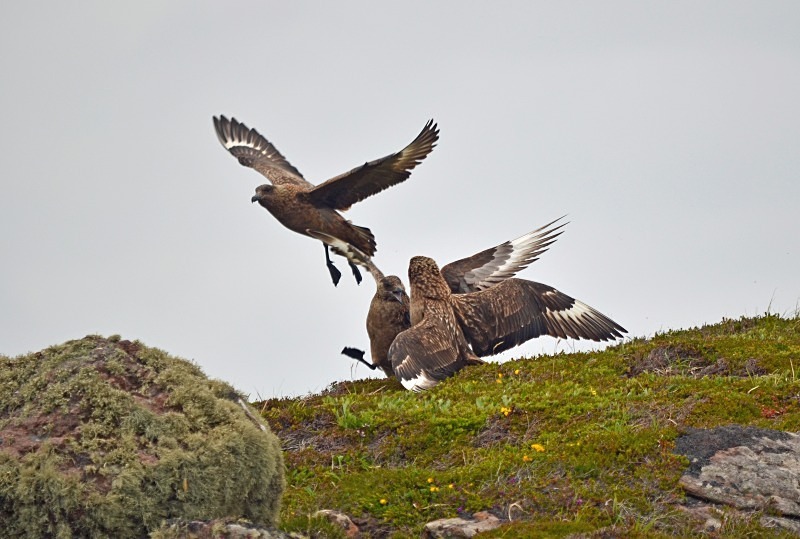 Great Skuas - Skuas and shearwaters
