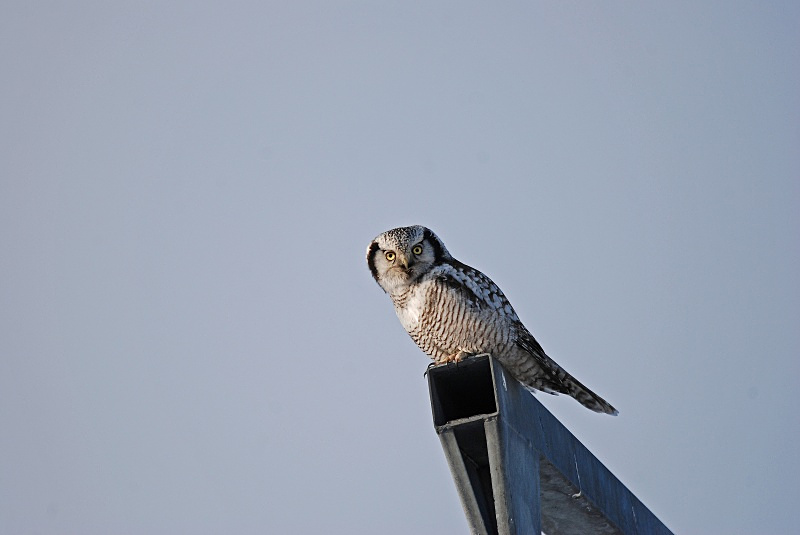 Northern Hawk Owl - Finland