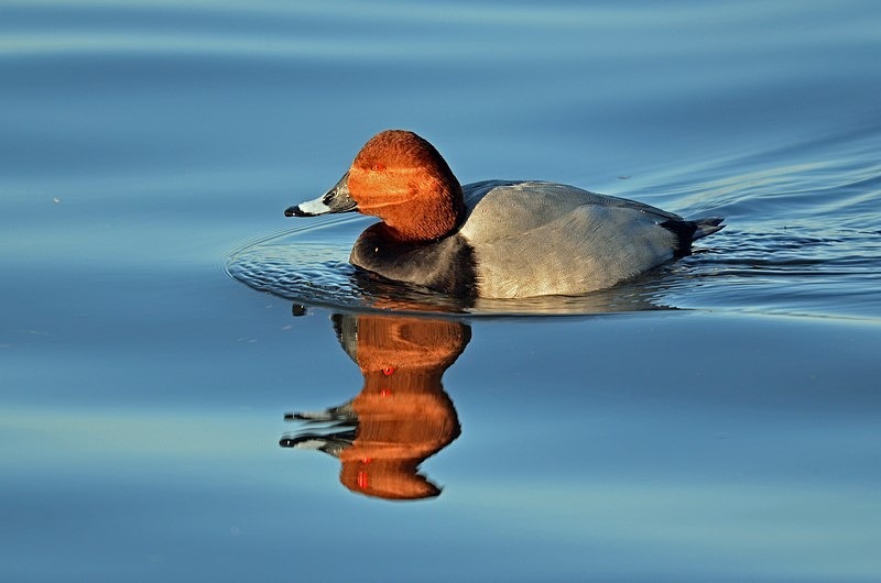 Common Pochard - Diving ducks