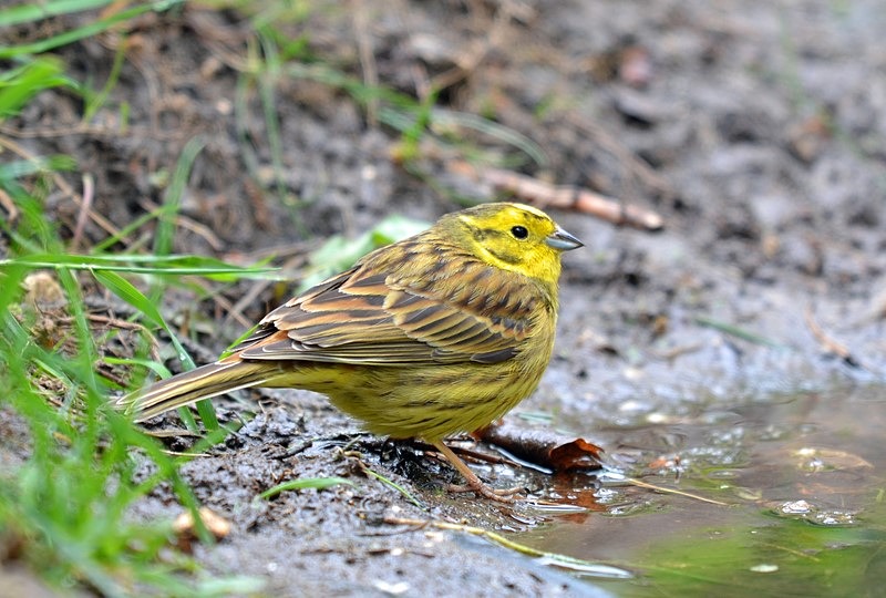 Yellowhammer - Buntings