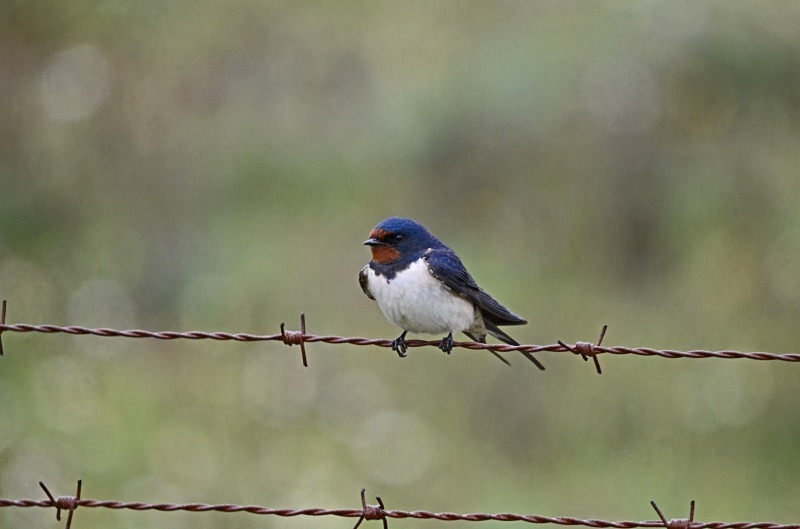 Swallow - South and west Spain - April and May 2012