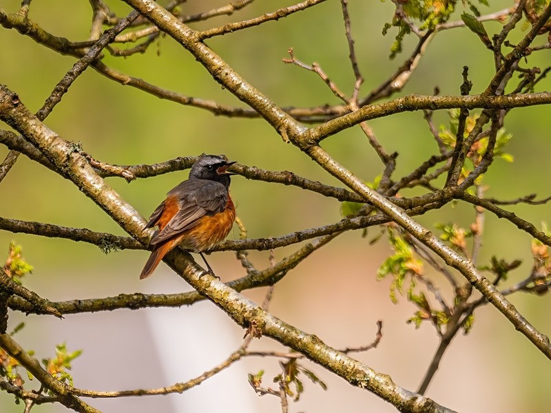 Common Redstart - Chats