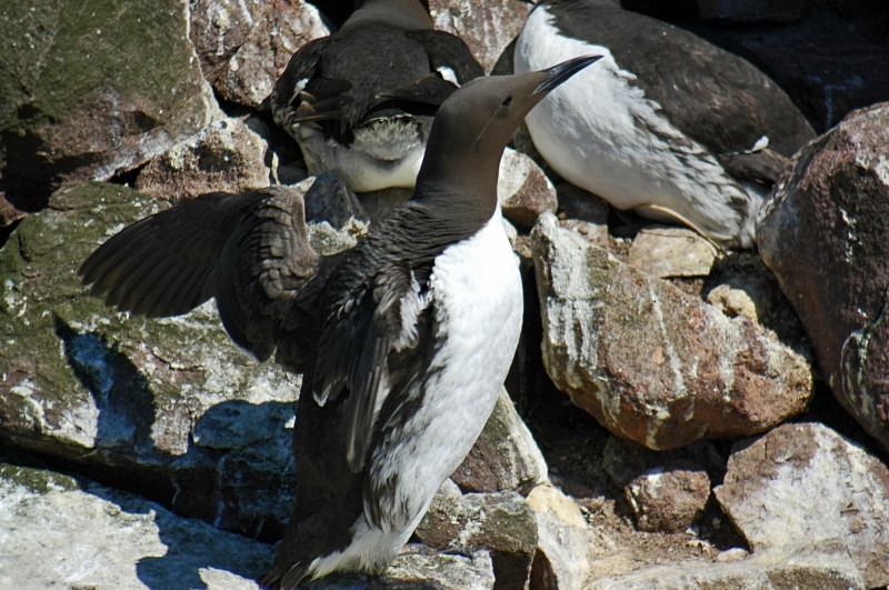 Common Guillemot - Auks