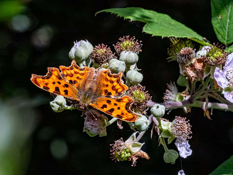Comma - Latest photos