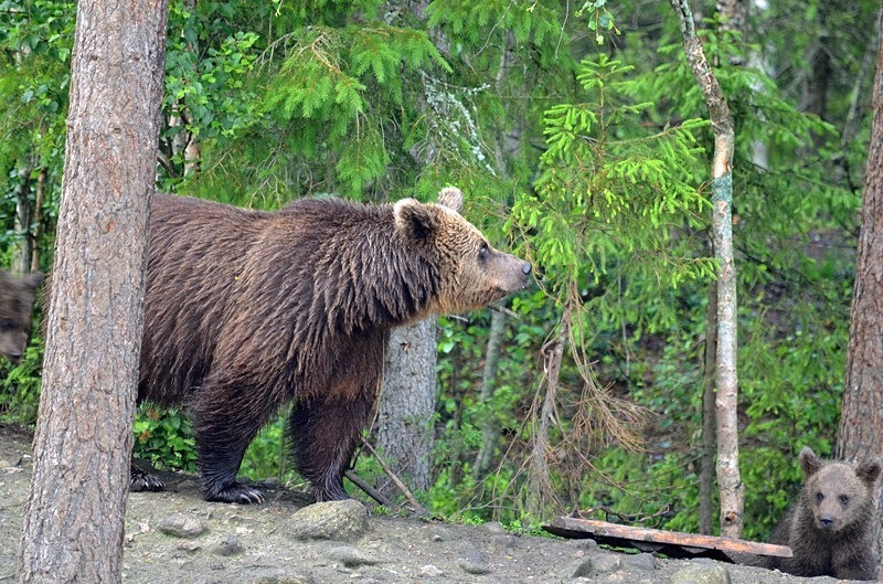 Brown Bear - North Finland - part 2