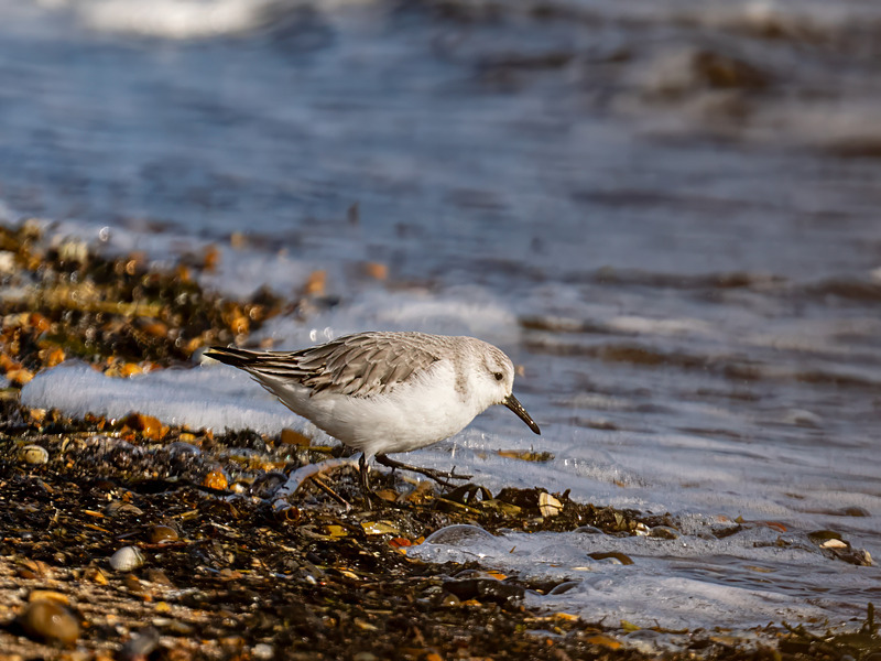 Sanderling - Latest photos