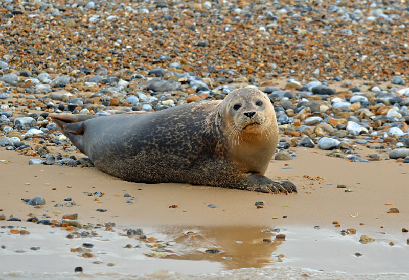 Common Seal - Common Seals