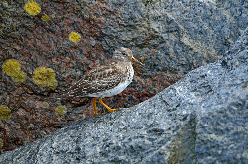 Purple Sandpiper - Sandpipers