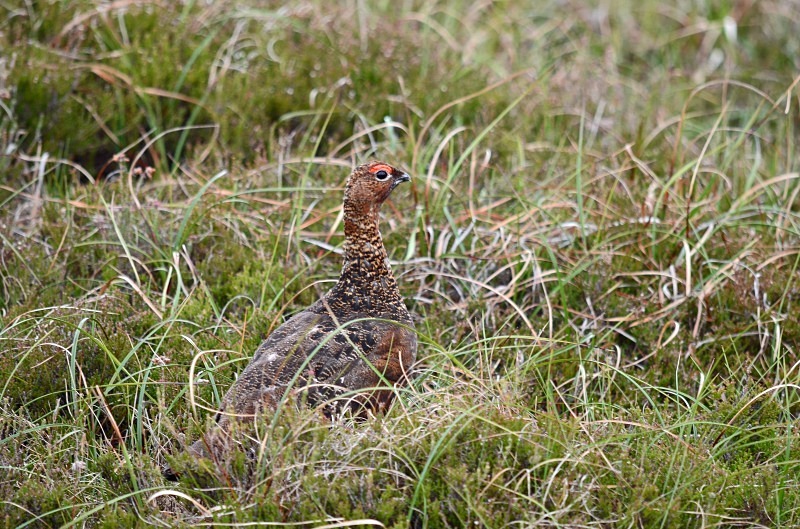 Red Grouse - Game birds