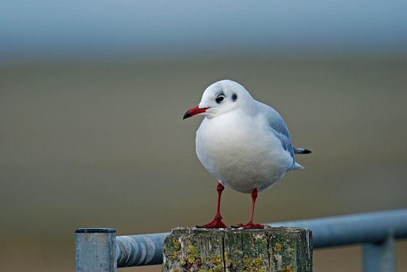 Black-headed Gull - Gulls