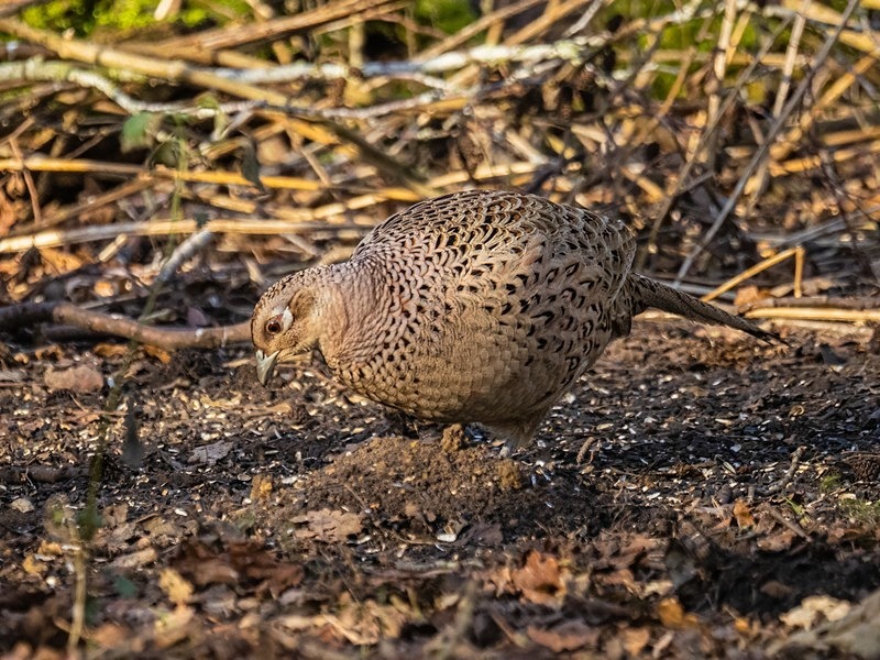 Pheasant - Game birds