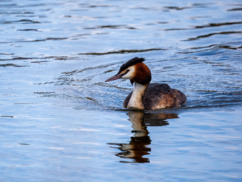 Great Crested Grebe - Latest photos