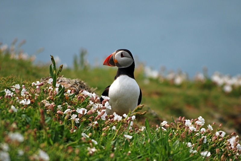 Puffin - Puffins