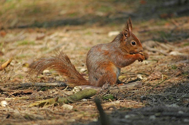 Red Squirrel - Red Squirrels