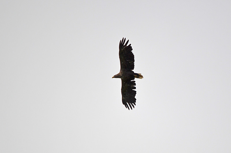 White-tailed Eagle - Birds of prey