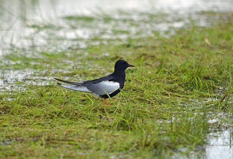 White-winged Black Tern - North east Poland - May 2013